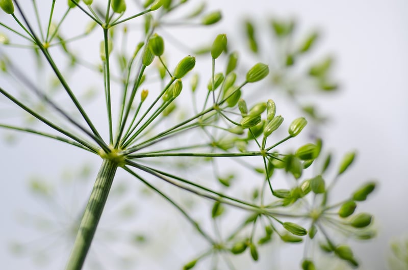 Enchanted Herbs
