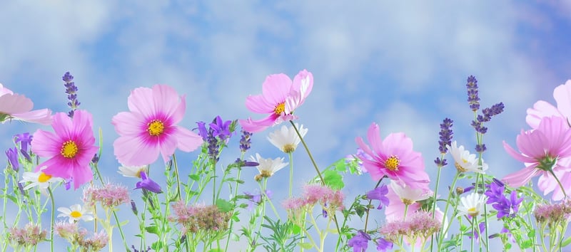 Fairy Realm