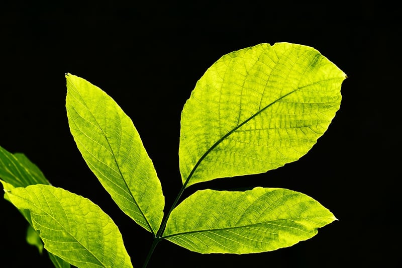 Plant Leaves