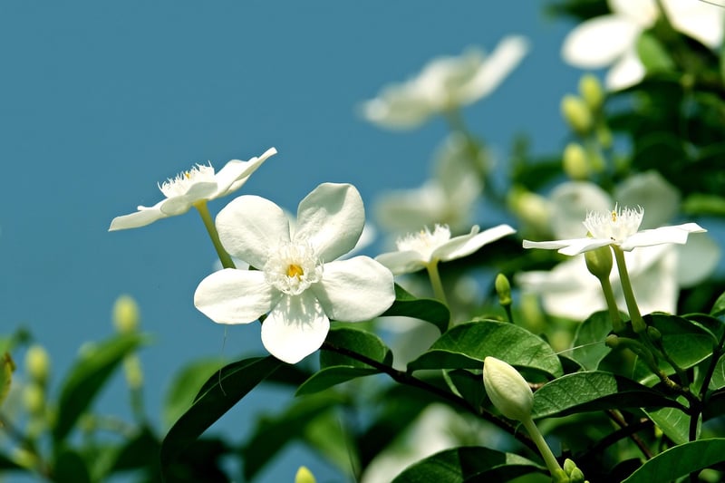 Star Jasmine